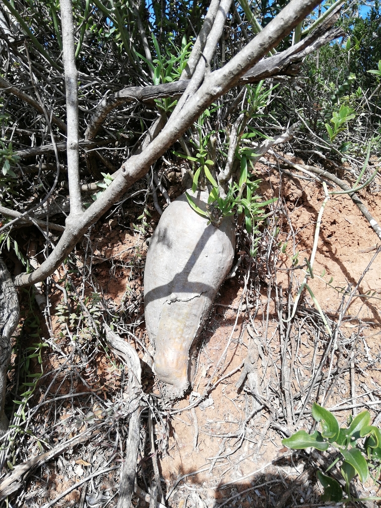 Pachypodium succulentum（パキポディウム・サクレンタム）の株姿。幹、葉、全体の形が分かる写真