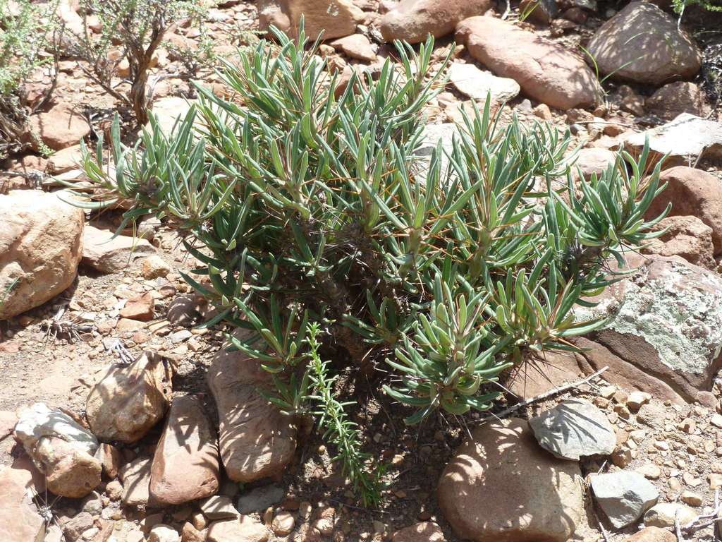 サキュレンタム（Pachypodium succulentum）の株姿。冬管理の違いを意識したいパキポ