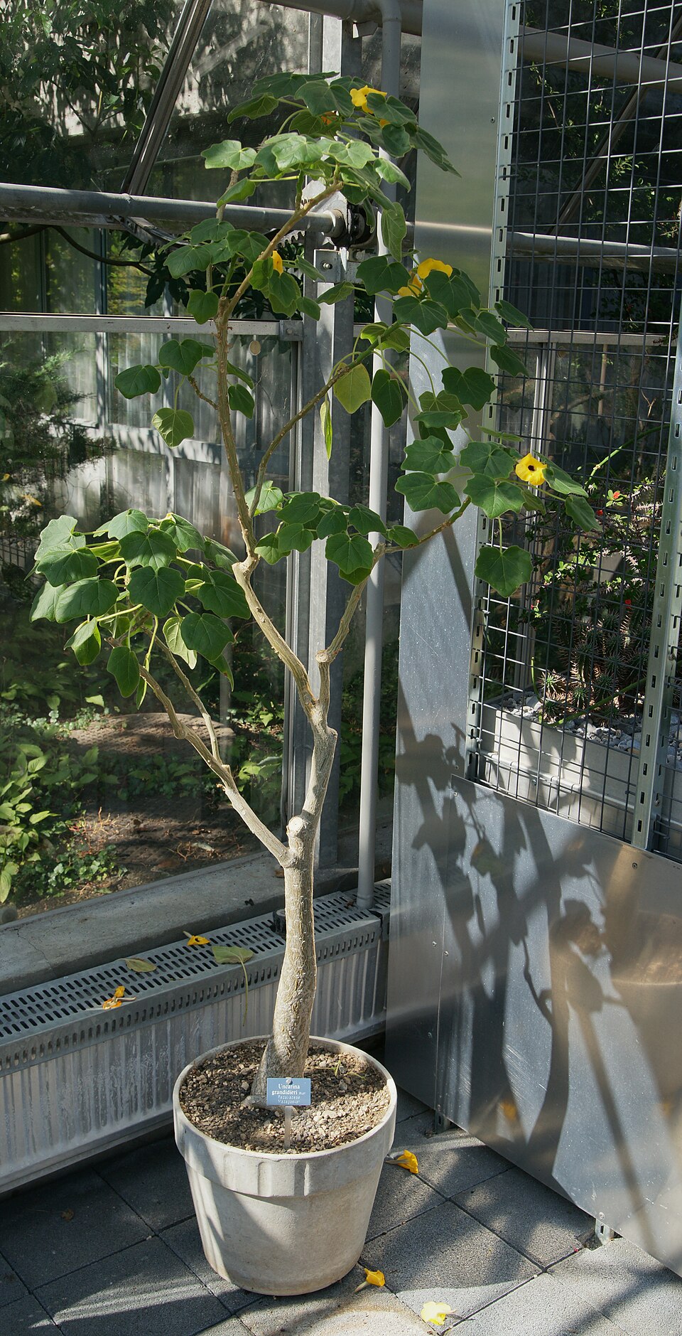 Uncarina grandidieri（ウンカリナ・グランディディエリ）の株姿。幹、葉、全体の形が分かる写真