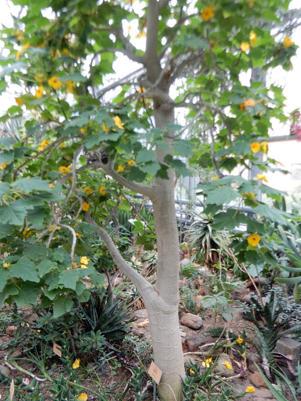 Uncarina grandidieri（ウンカリナ・グランディディエリ）の株姿。幹、葉、全体の形が分かる写真