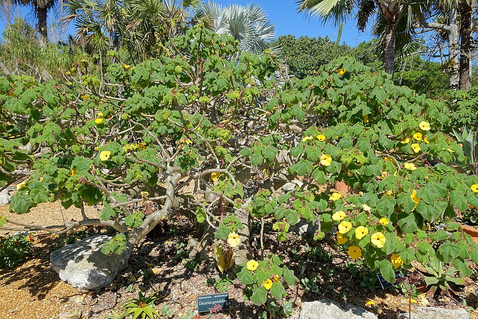 Uncarina grandidieri（ウンカリナ・グランディディエリ）の株姿。幹、葉、全体の形が分かる写真