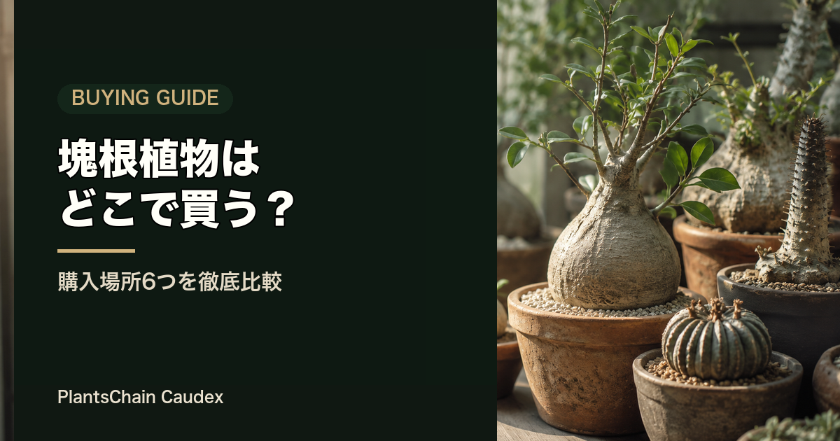 どこで買う？の記事画像