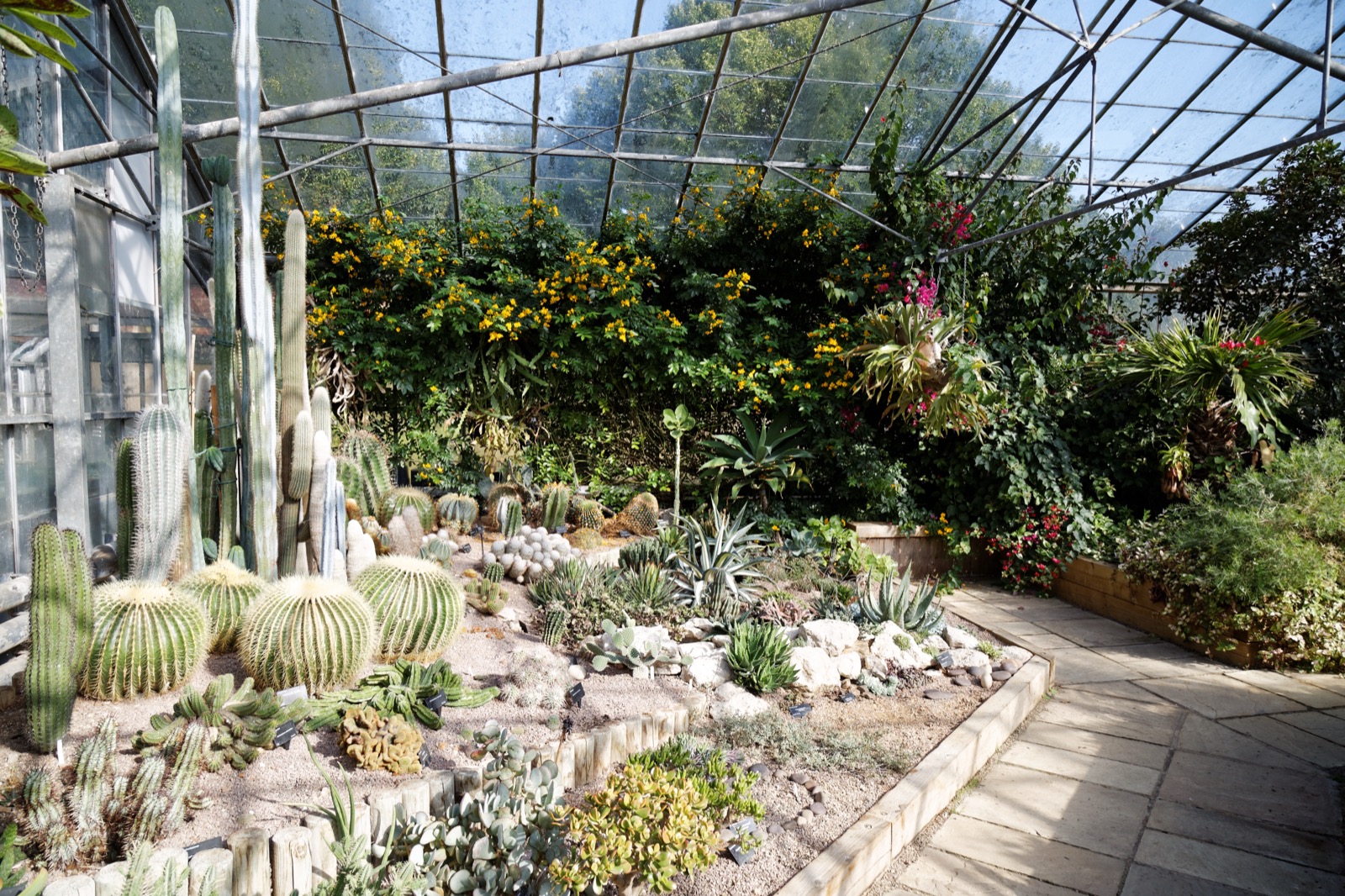 多肉植物温室の展示。複数の乾燥地植物が並ぶ栽培環境の写真