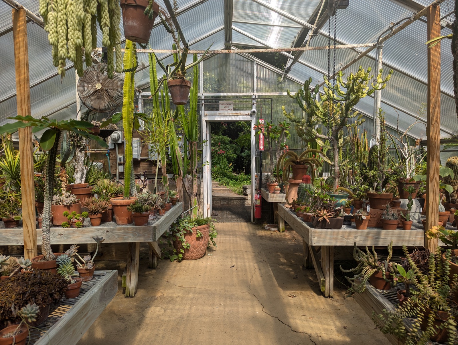 温室の多肉植物コレクション。多数の乾燥地植物が並ぶ写真