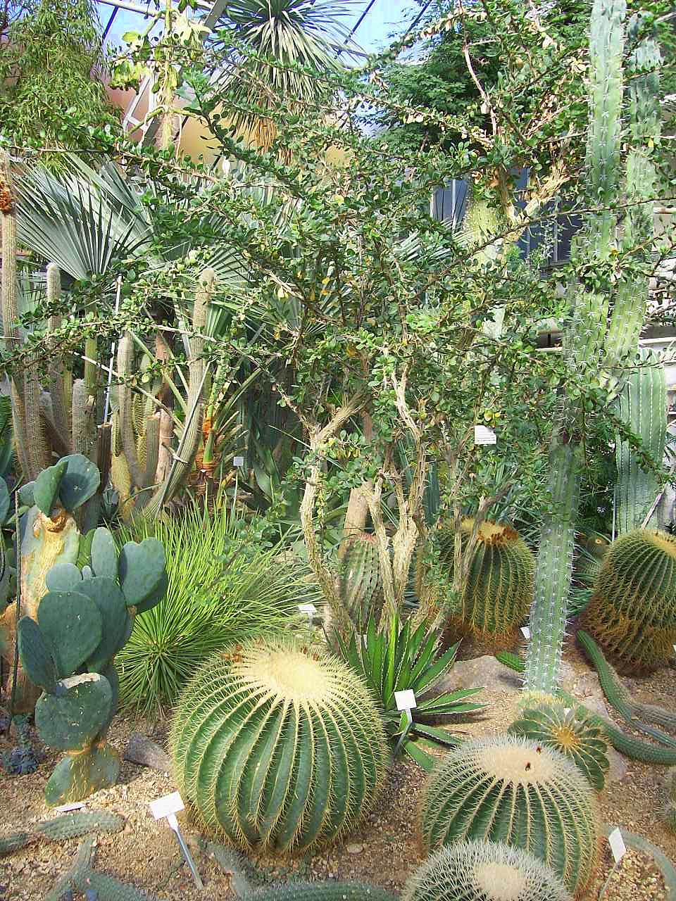 植物園の多肉植物温室。乾燥地植物をまとめて見られる展示空間の写真