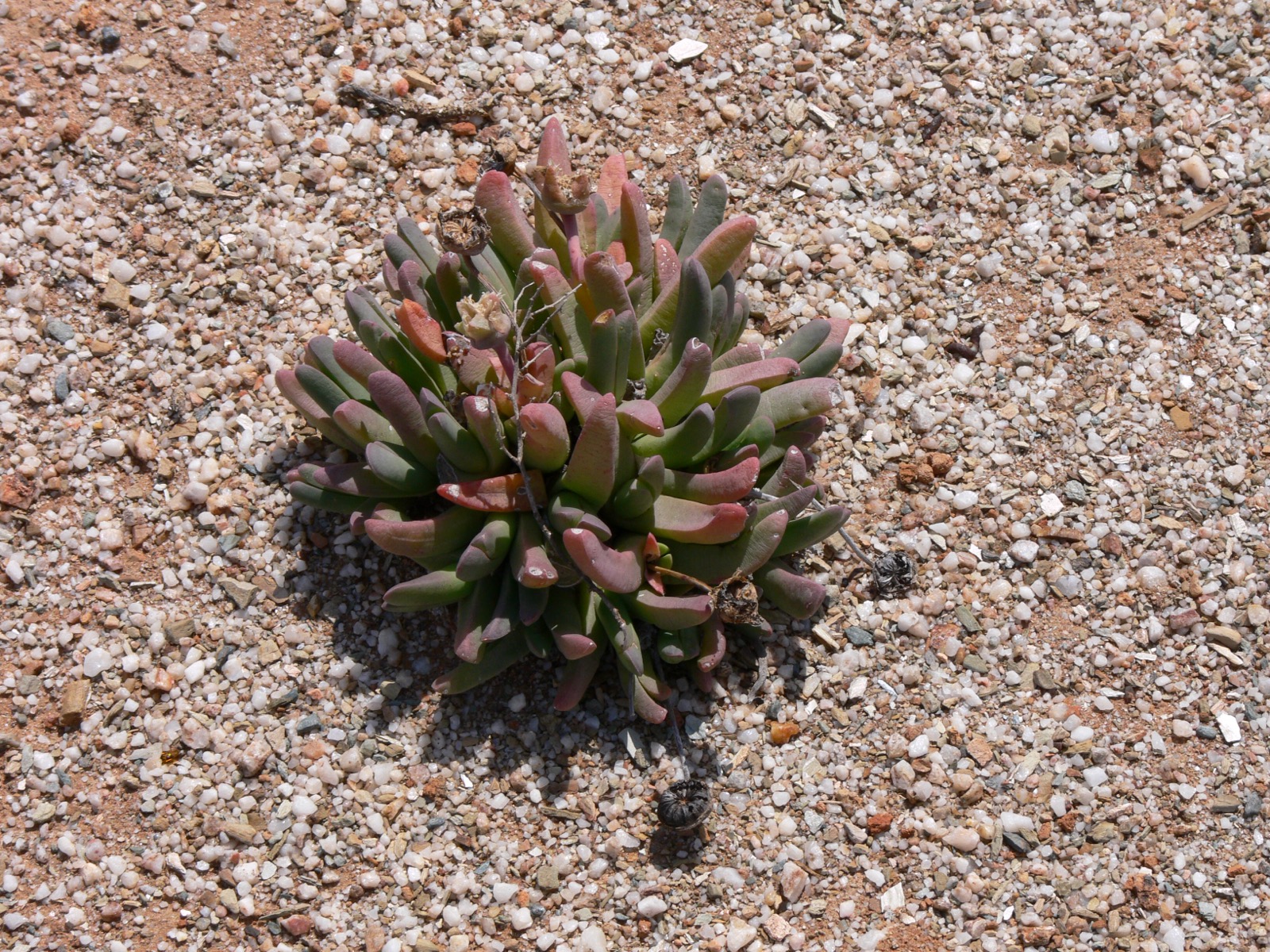 南アフリカのサッカレント・カルー。石英地と低い多肉植物の植生が分かる写真