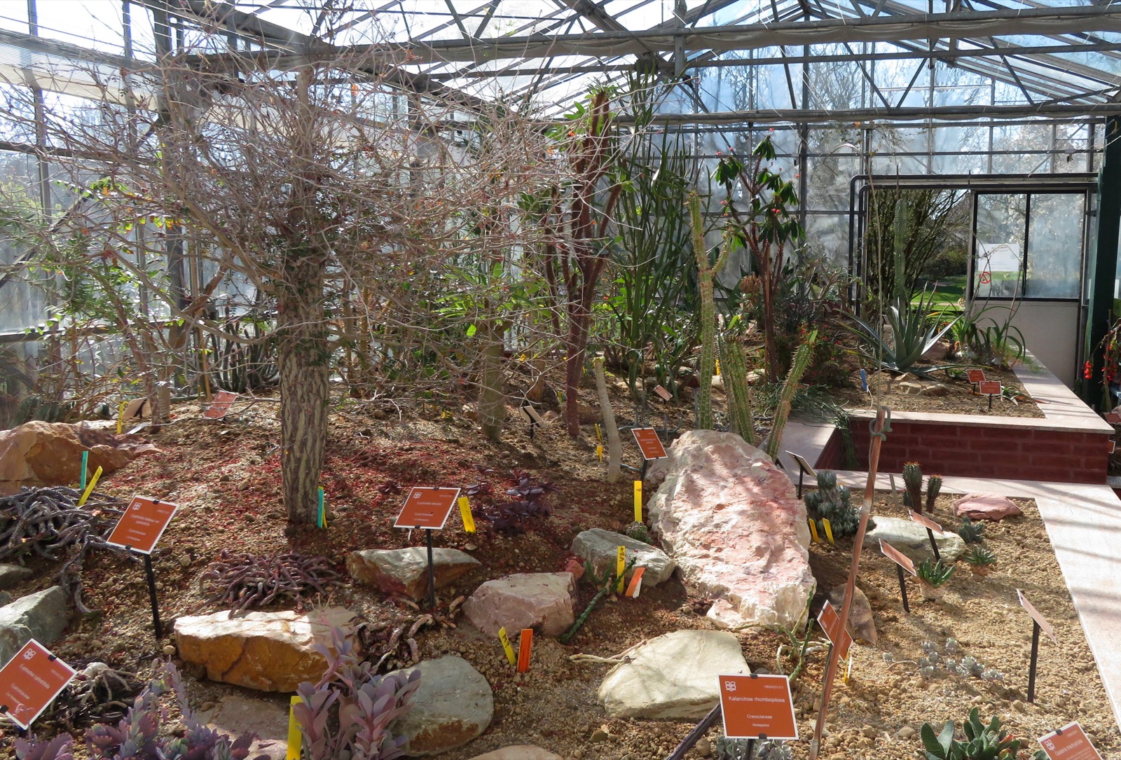マダガスカル植物コレクションの温室。複数の乾燥地植物が並ぶ展示写真