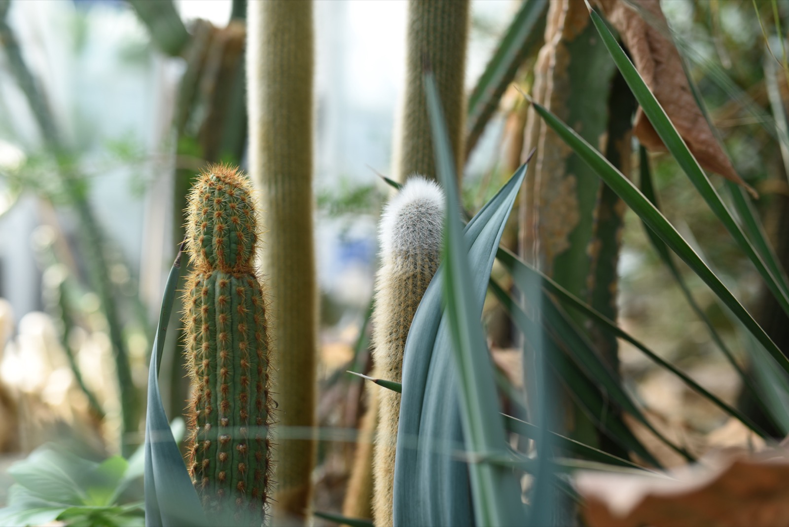 植物園の乾燥地植物温室。乾燥地植物が並ぶ展示空間の写真