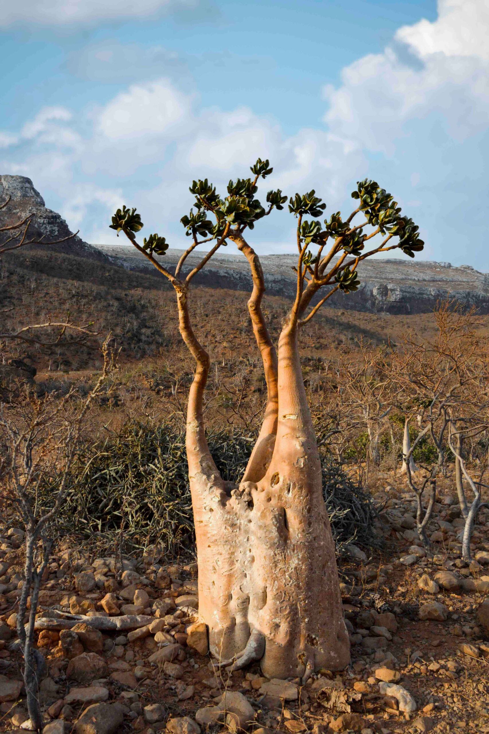 ソコトラ島に生える太い幹のボトルツリー。大自然の中で塊根植物の存在感が分かる写真