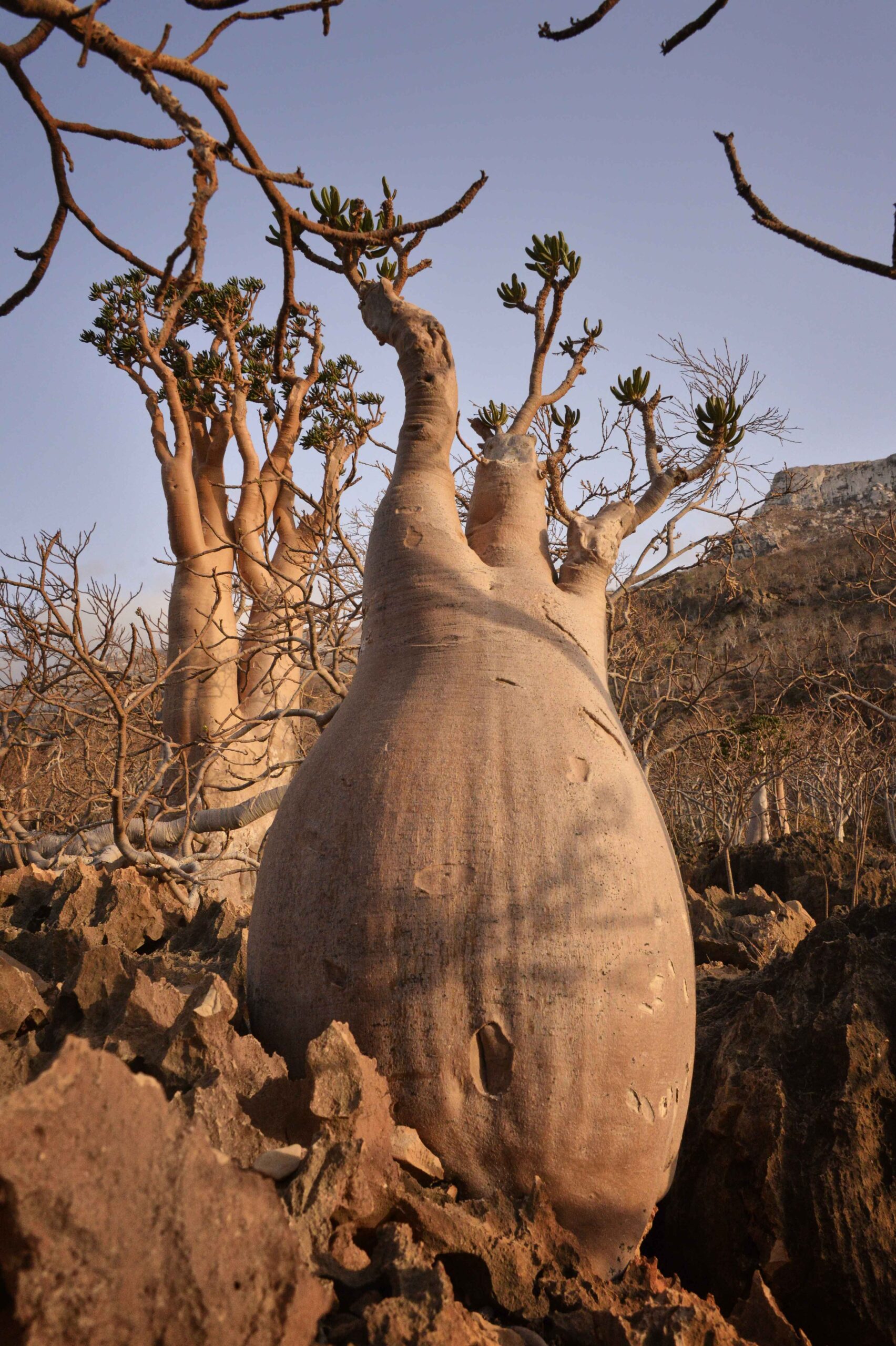 ソコトラ島のボトルツリー。太い幹と枝ぶりが分かる単株写真