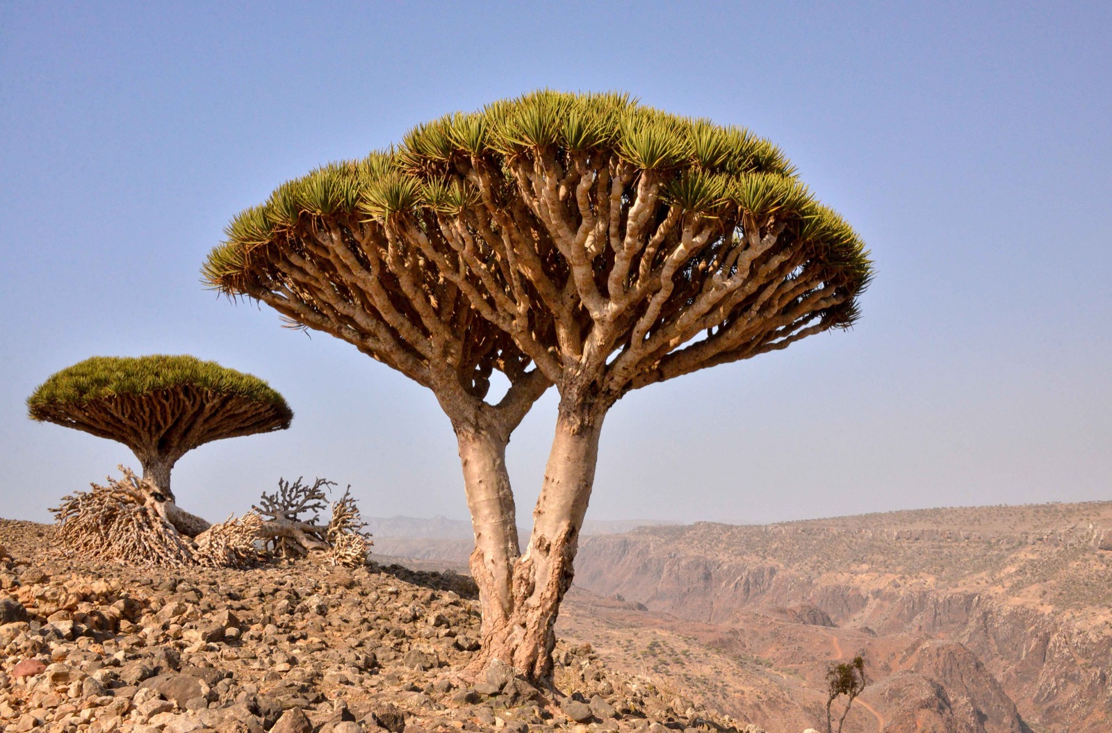 ソコトラ島の乾燥地植物景観。島の乾いた環境と特徴的な樹形が分かる写真