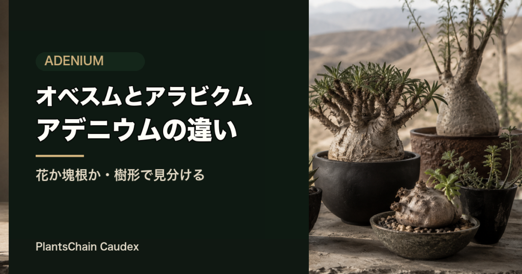アデニウム・オベスムとアラビクムの違い記事のアイキャッチ画像