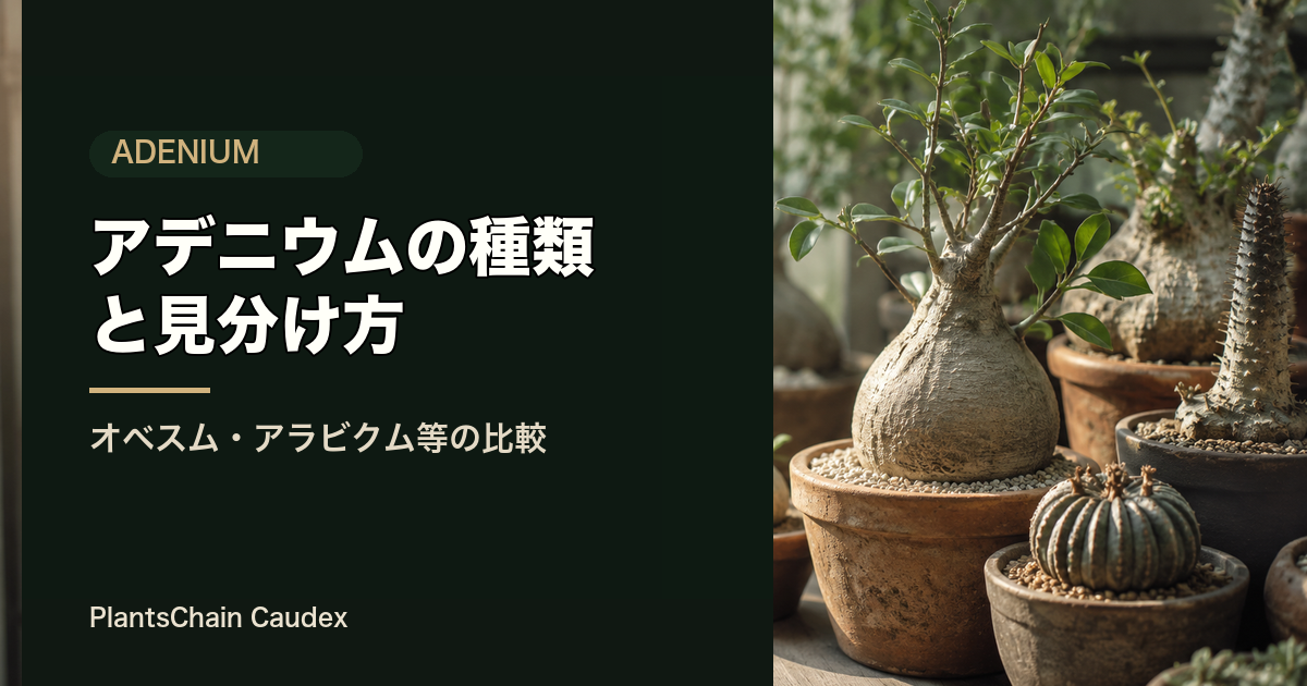アデニウムの種類と見分け方の記事画像