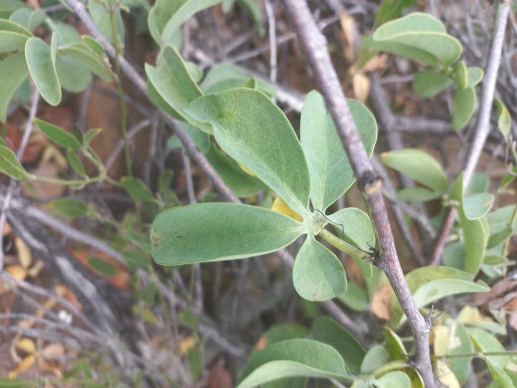アデニア・グラウカ(Adenia glauca)の掌状の葉