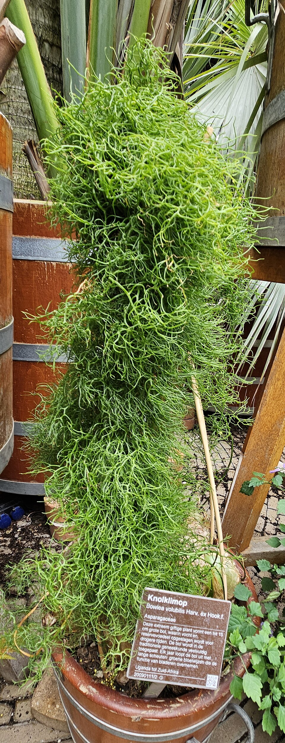 Bowiea volubilis（蒼角殿）（蒼角殿）の株姿。幹、葉、全体の形が分かる写真