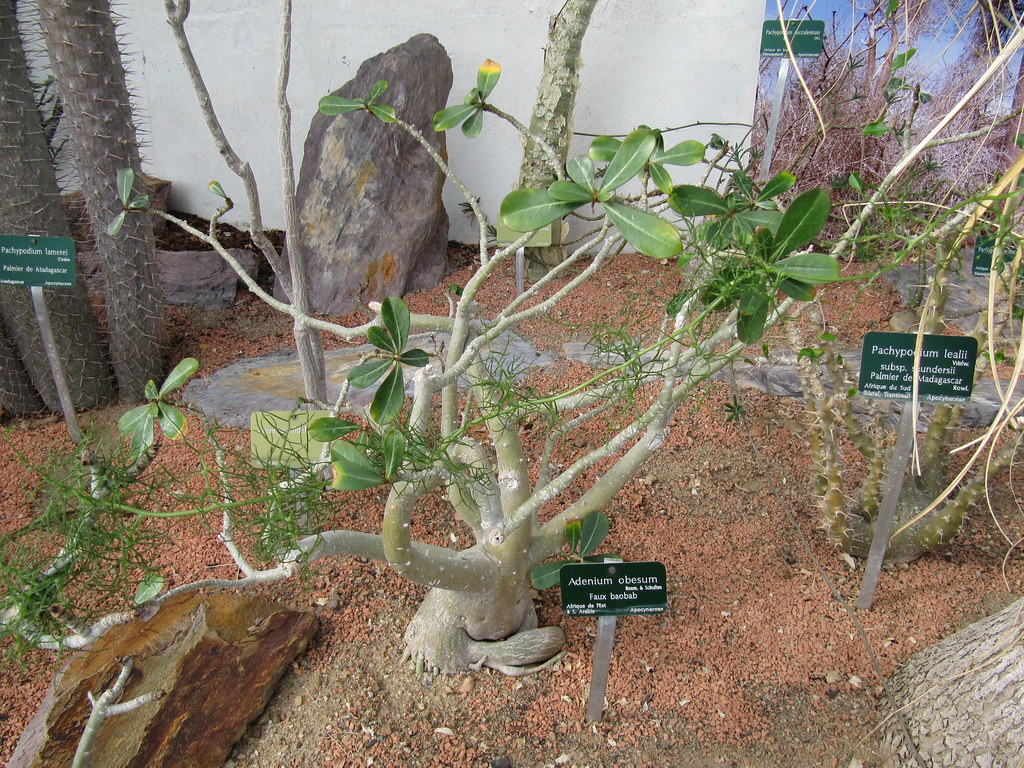 アデニウム・オベスムとパキポディウムが並ぶ植物園