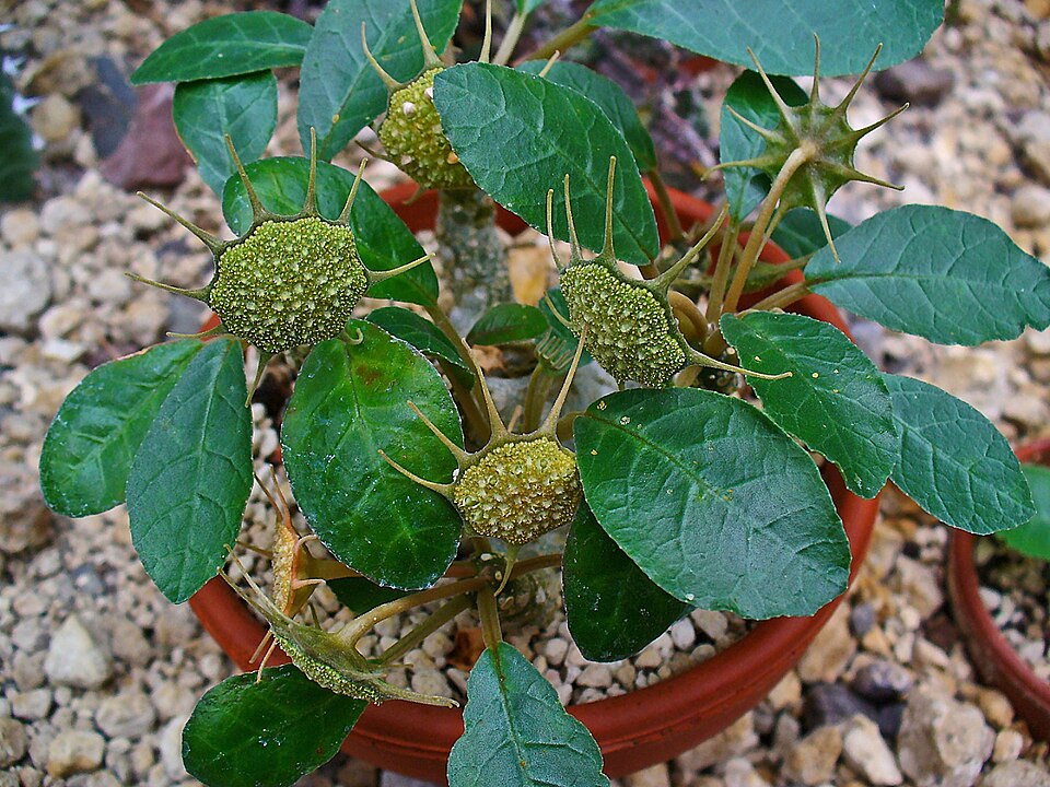 Dorstenia foetida（フォエチダ）（ドルステニア・フォエチダ）の株姿。幹、葉、全体の形が分かる写真