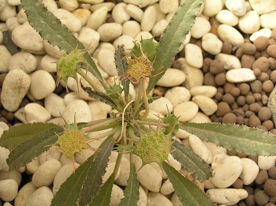 Dorstenia foetida（フォエチダ）（ドルステニア・フォエチダ）の株姿。幹、葉、全体の形が分かる写真