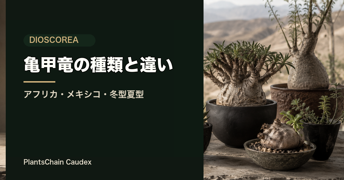 亀甲竜の種類と違いの記事画像