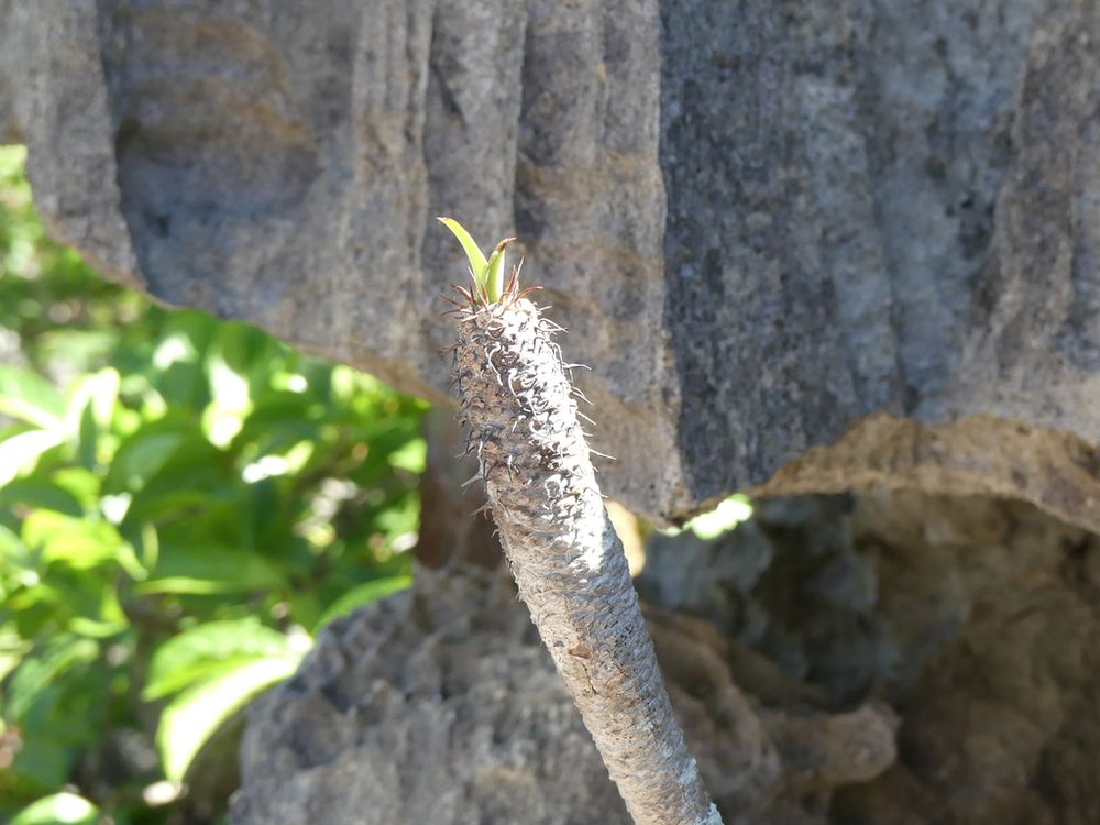 ユーフォルビア・パキポディオイデス(Euphorbia pachypodioides)