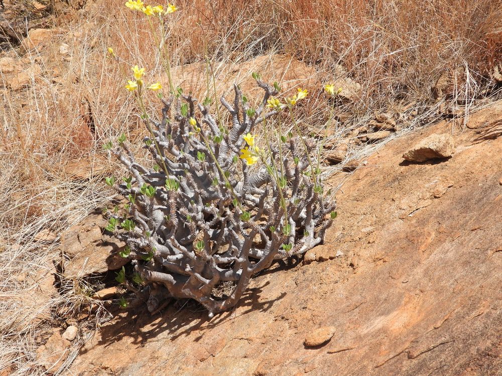 パキポディウム・ホロンベンセ(Pachypodium horombense)