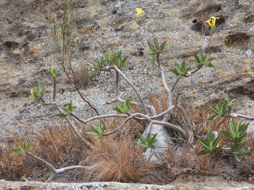 パキポディウム・イノピナツム（Pachypodium rosulatum）