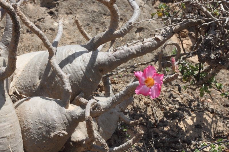 アデニウム・アラビクム（Adenium arabicum）