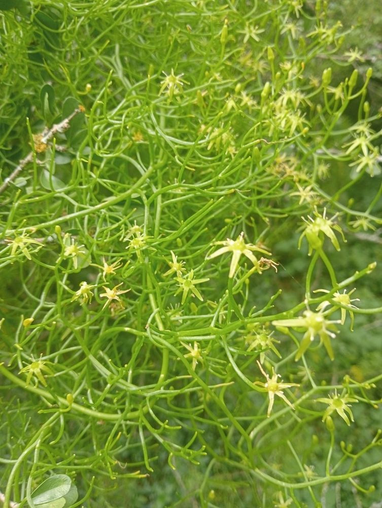 ボウィエア・ウォルビリス(蒼角殿)(Bowiea volubilis)