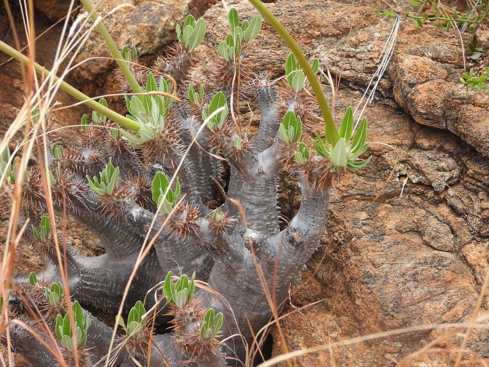 パキポディウム・ホロンベンセ(Pachypodium horombense)