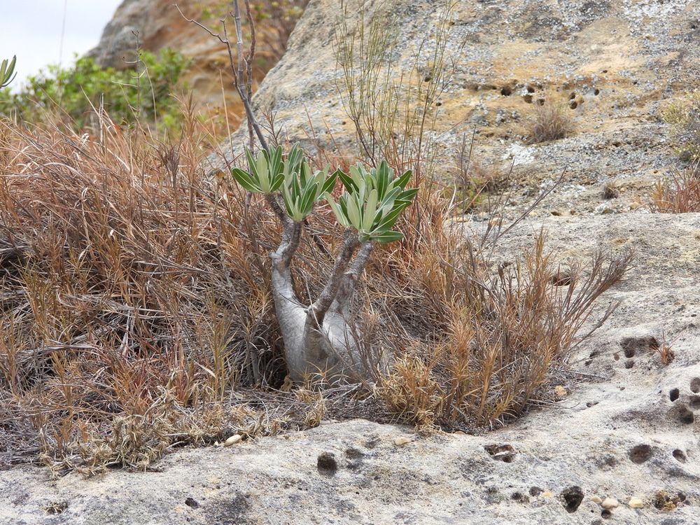 パキポディウム・イノピナツム（Pachypodium rosulatum）