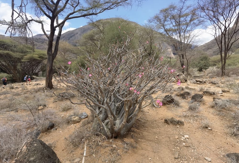 アデニウム・アラビクム（Adenium arabicum）