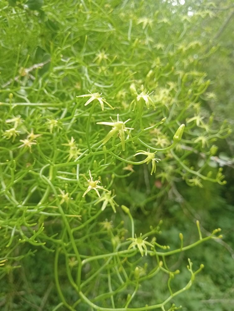 ボウィエア・ウォルビリス(蒼角殿)(Bowiea volubilis)