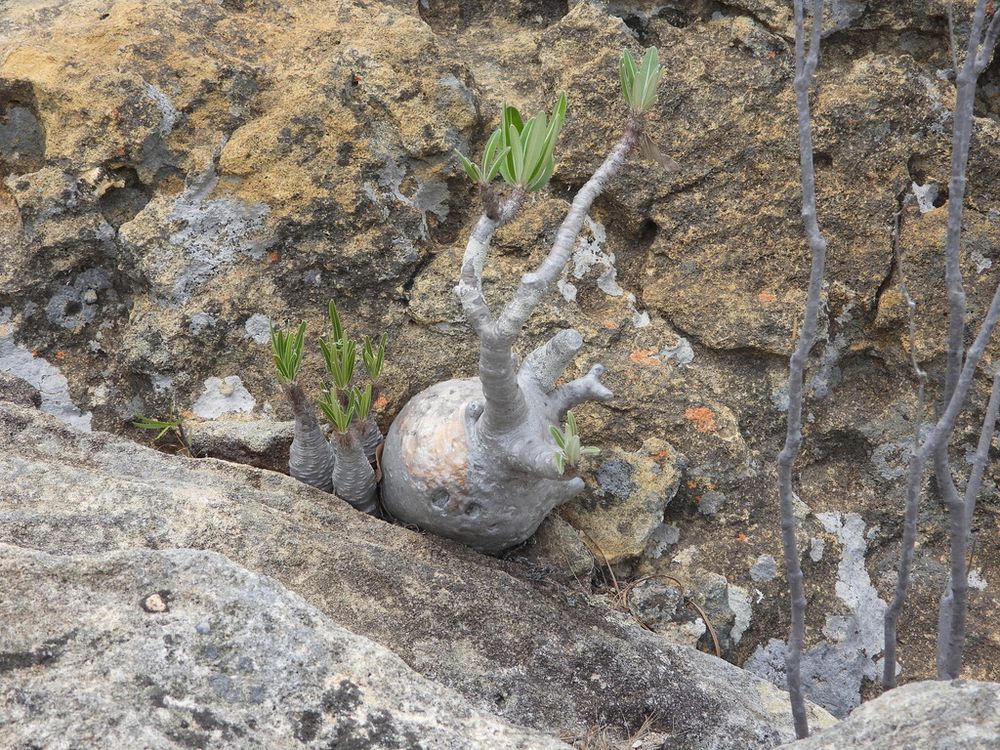 パキポディウム・イノピナツム（Pachypodium rosulatum）