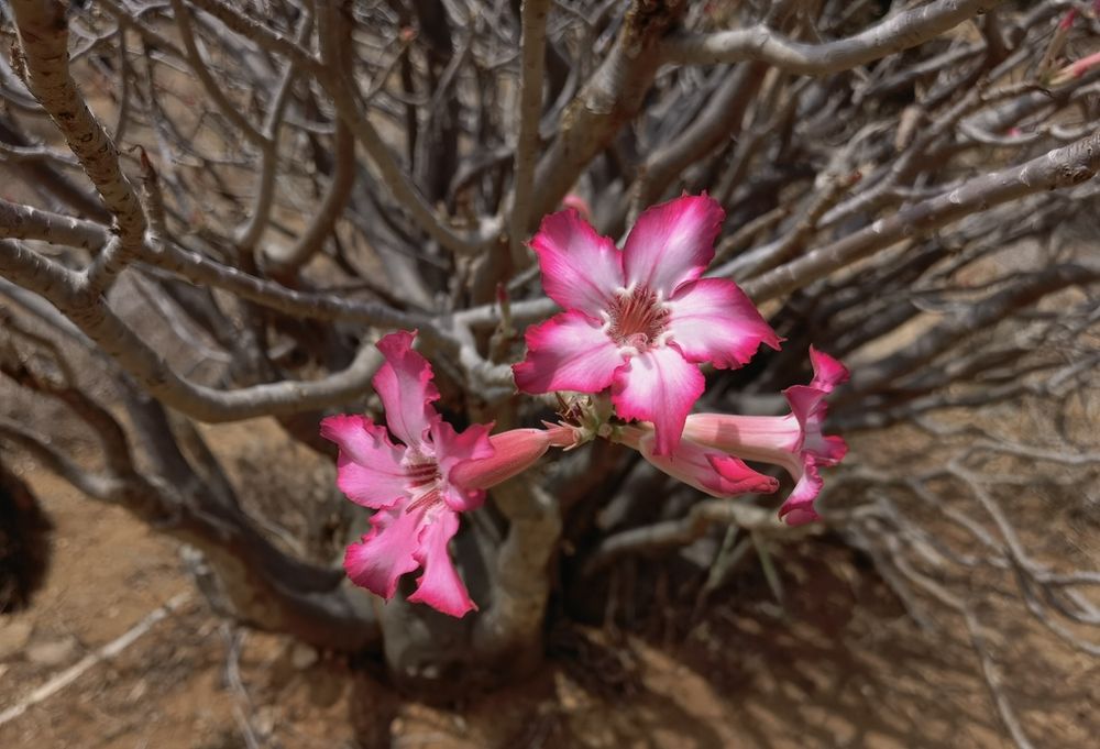 アデニウム・アラビクム（Adenium arabicum）