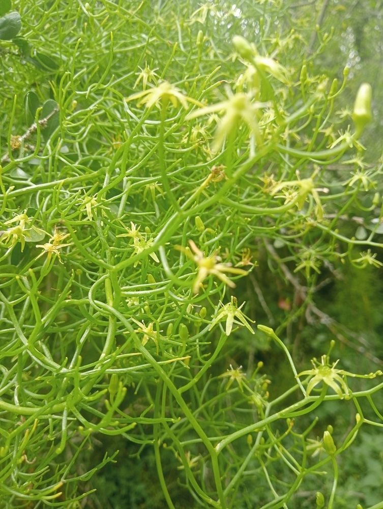 ボウィエア・ウォルビリス(蒼角殿)(Bowiea volubilis)