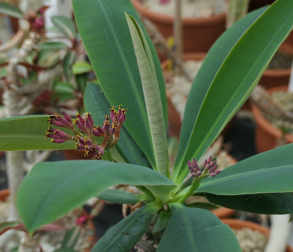 ユーフォルビア・パキポディオイデス(Euphorbia pachypodioides)