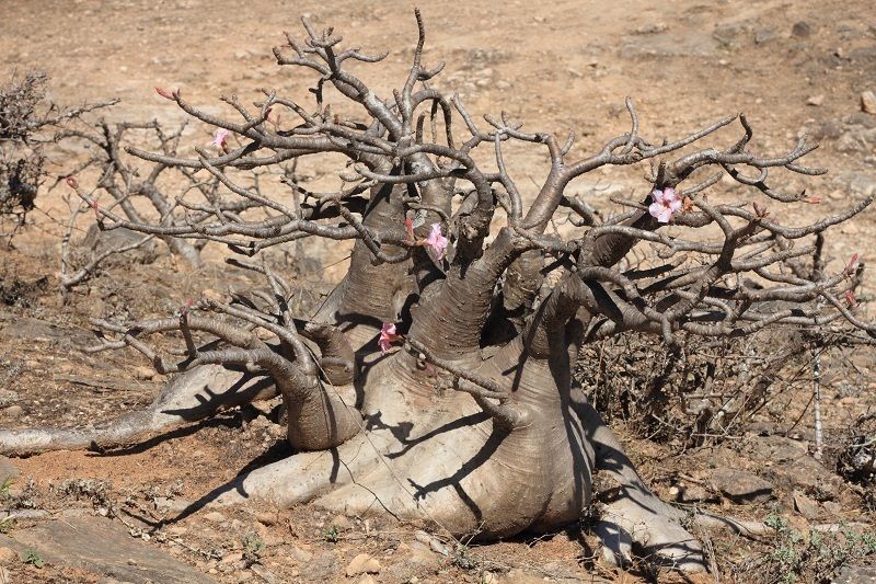 アデニウム・アラビクム（Adenium arabicum）