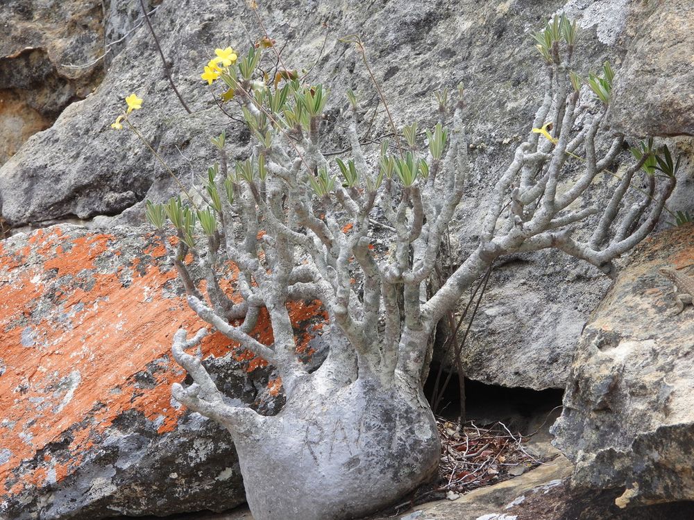 パキポディウム・イノピナツム（Pachypodium rosulatum）