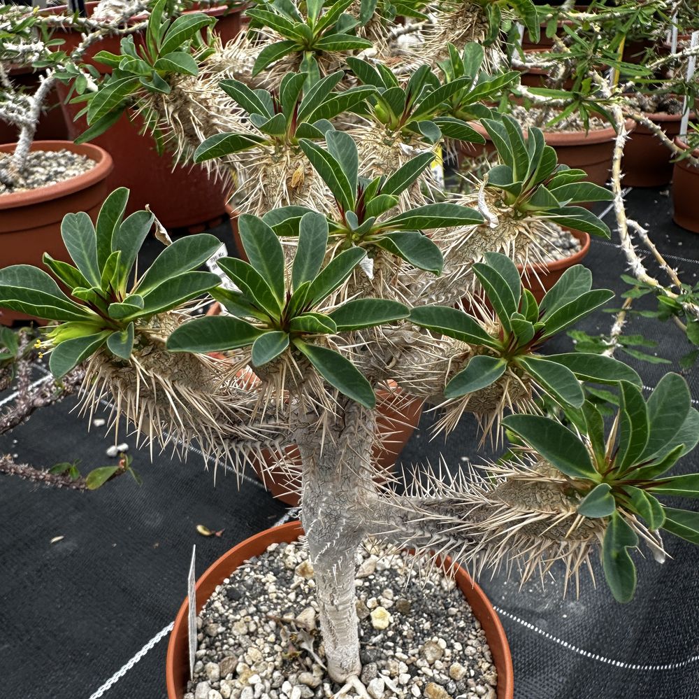 ユーフォルビア・ギラウミニアナ（Euphorbia guillauminiana）