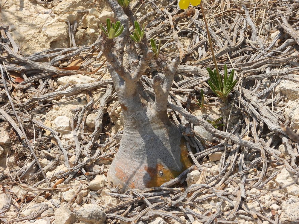 グラキリス（Pachypodium gracilius）