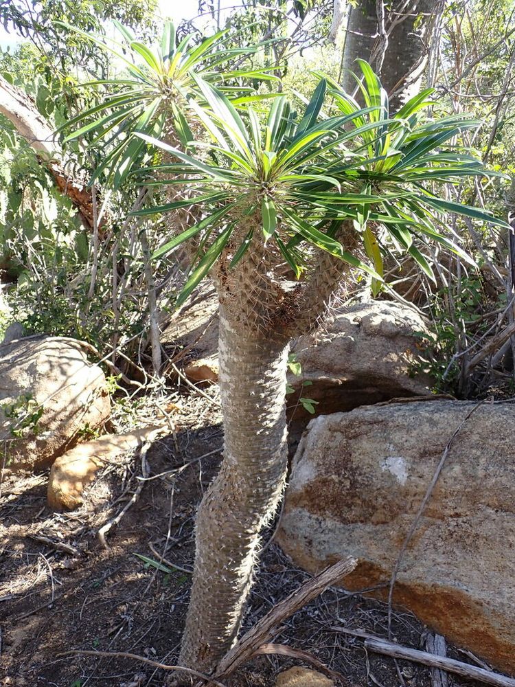 ラメレイ（Pachypodium lamerei）
