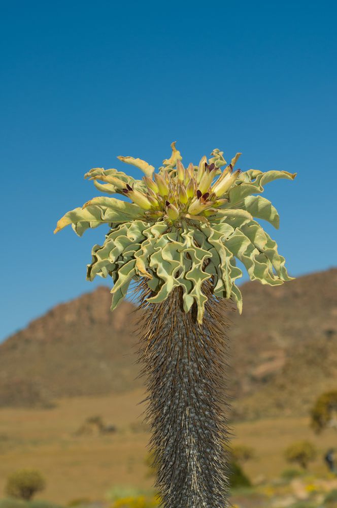 光堂(Pachypodium namaquanum)