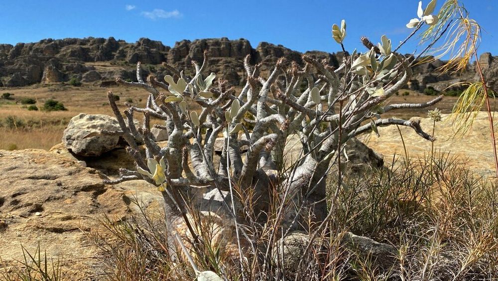 ロスラツム（Pachypodium rosulatum）