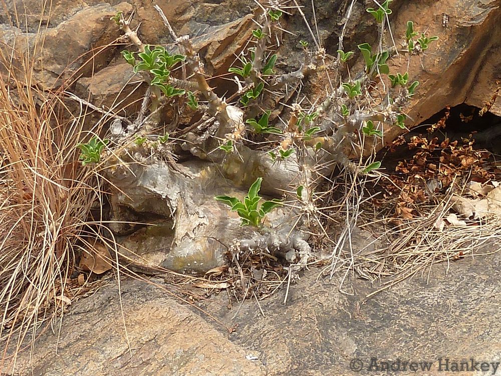 白馬城(Pachypodium saundersii)