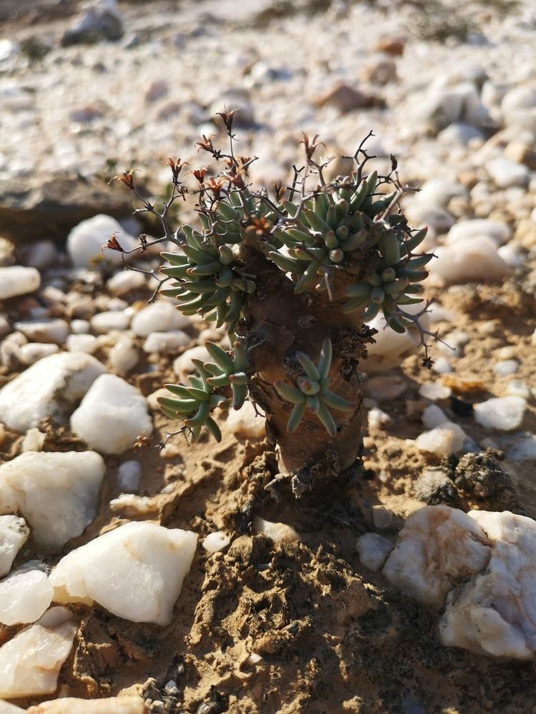 万物想(Tylecodon reticulatus)