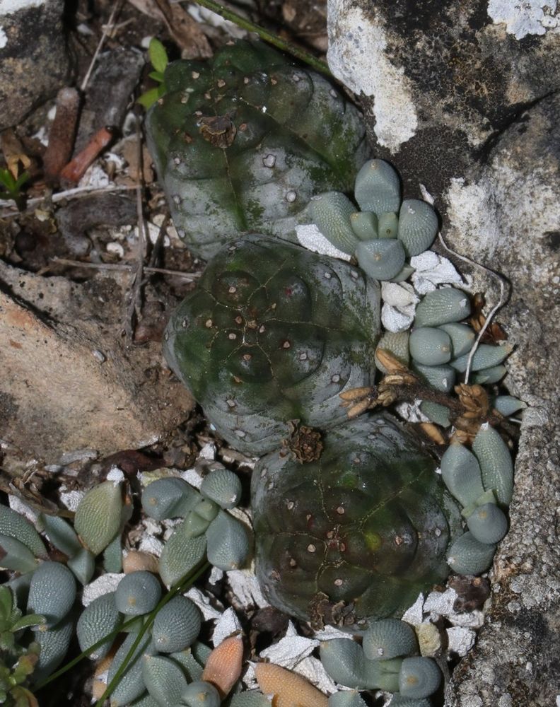 ユーフォルビア・プセウドグロボサ（Euphorbia pseudoglobosa）
