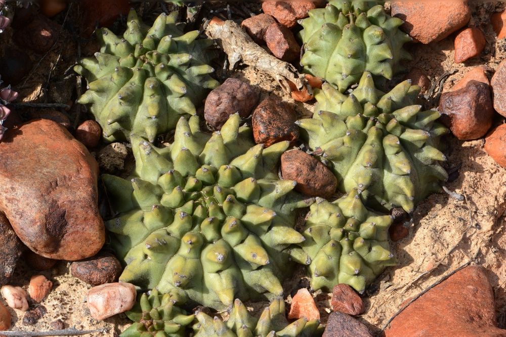 瑠璃晃(Euphorbia susannae)