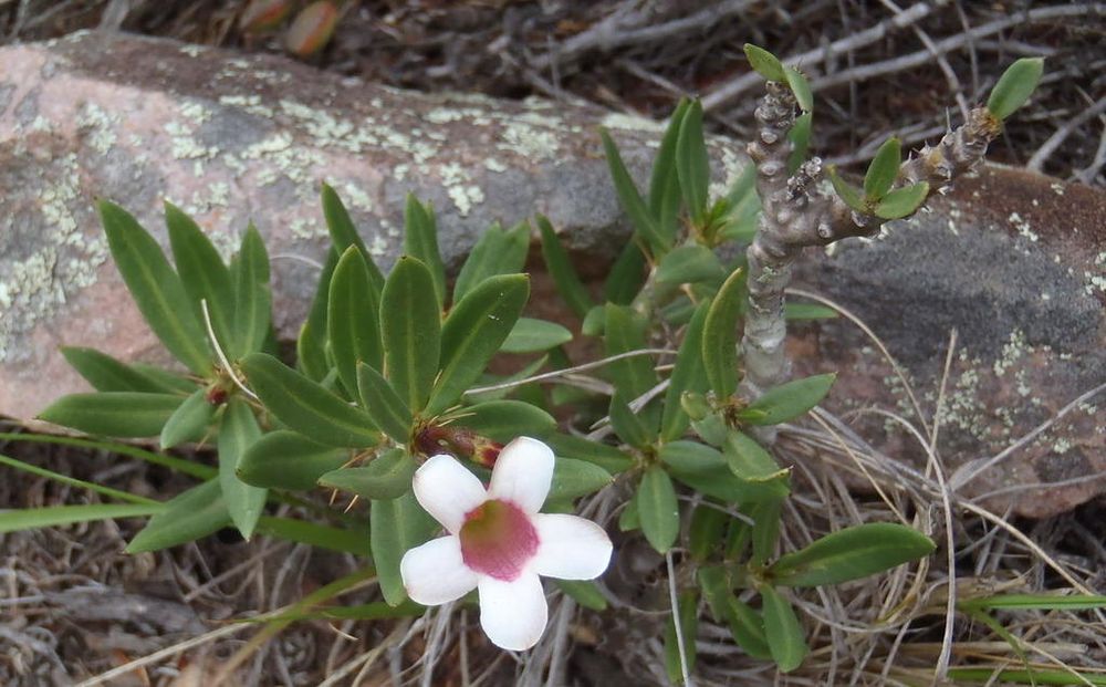 ビスピノーサム(Pachypodium bispinosum)