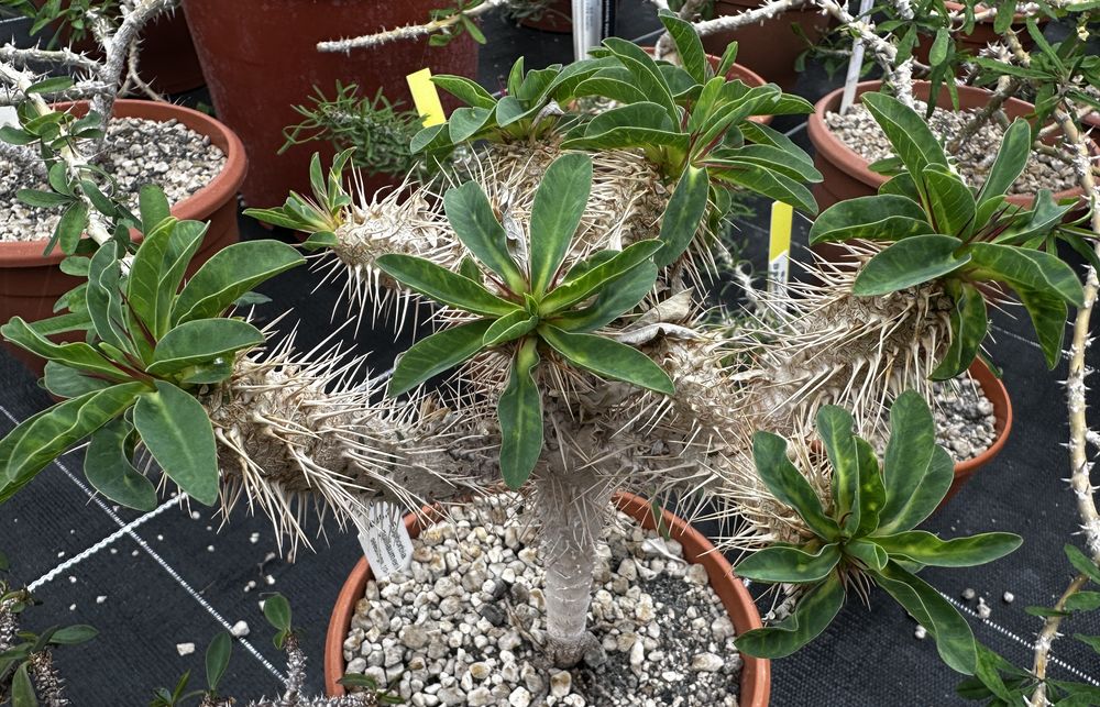 ユーフォルビア・ギラウミニアナ（Euphorbia guillauminiana）