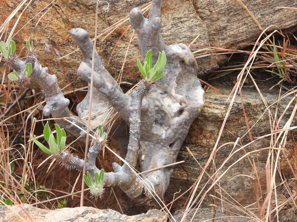 ホロンベンセ(Pachypodium horombense)
